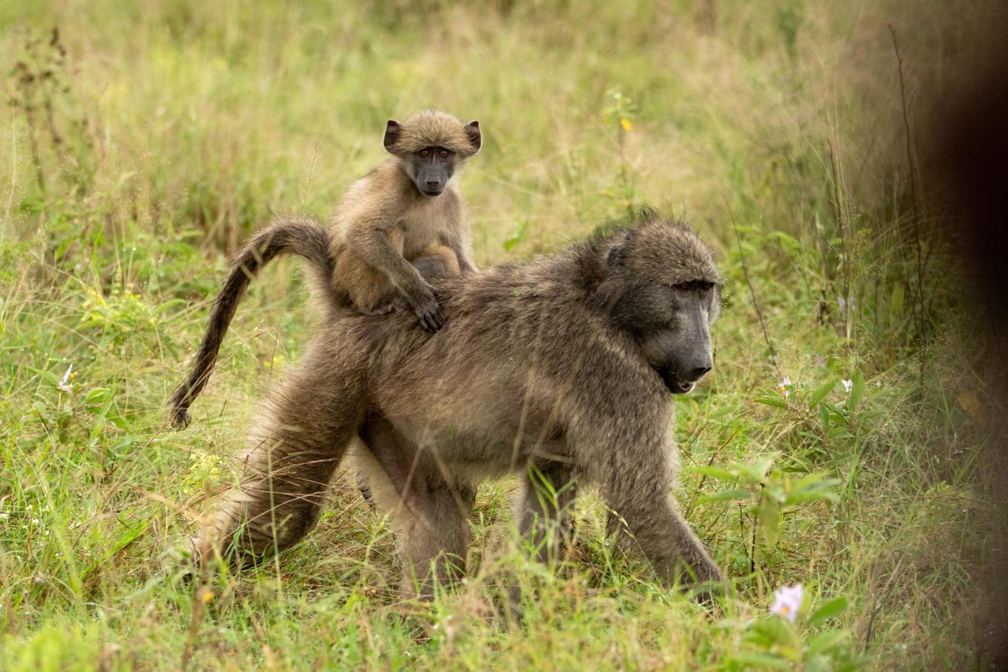 Aha Skukuza Safari Lodge Bagian luar foto